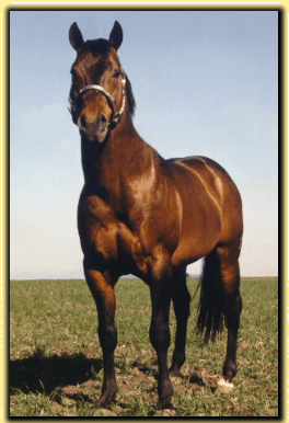 black diamond quarter horses