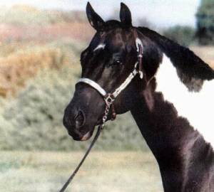 JDS Paint Horses