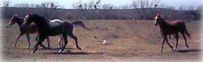 herdrunning2.jpg