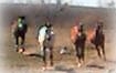 herdrunning3.jpg