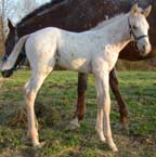 Lazy J Sporthorses