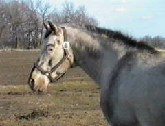 Mossy Oak Ranch