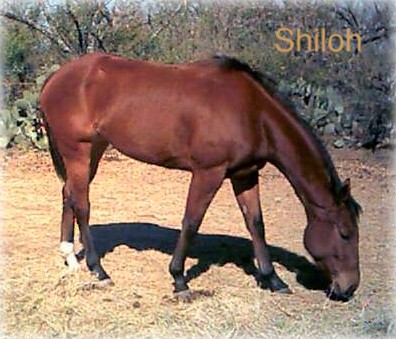 shiloh1-13-02.jpg